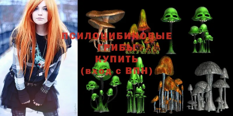 Псилоцибиновые грибы Psilocybe  цена   Кызыл 